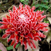 Rosas de Porcelana (Etlingera elatior) Rosas de Porcelana (Etlingera elatior)