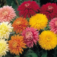 crisantemos crisantemos