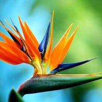 estrelícia estrelícia