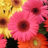 gerberas gerberas
